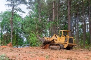 remove trees to prepare land