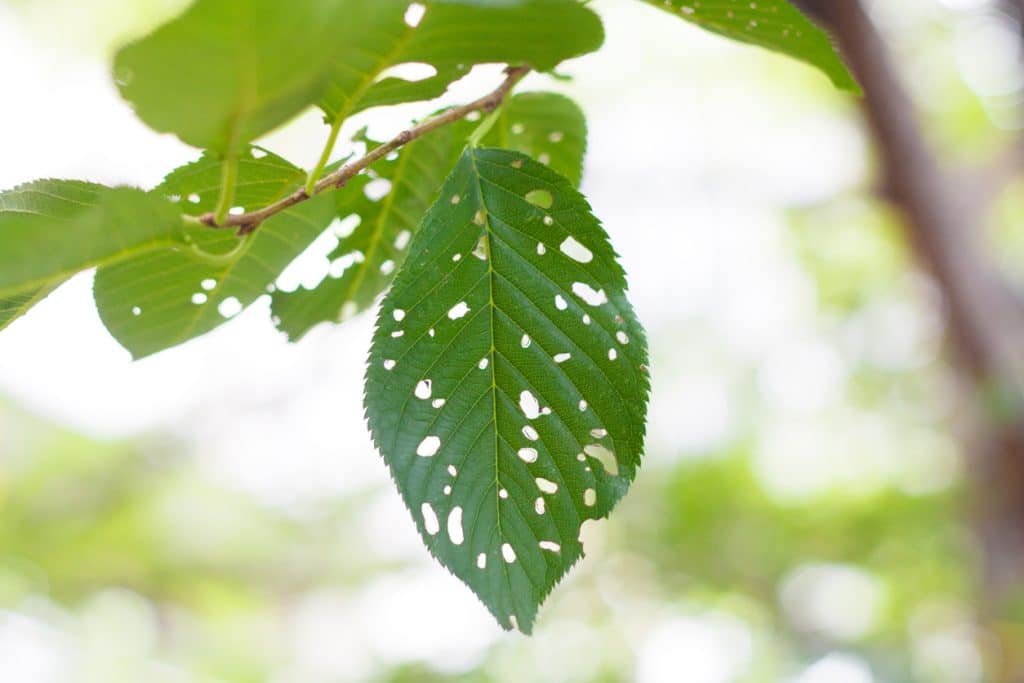 infested leaves