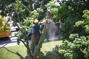 Worker cutting damaged tree branch