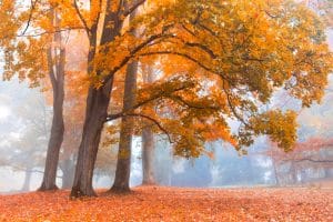 trees with colorful foliage