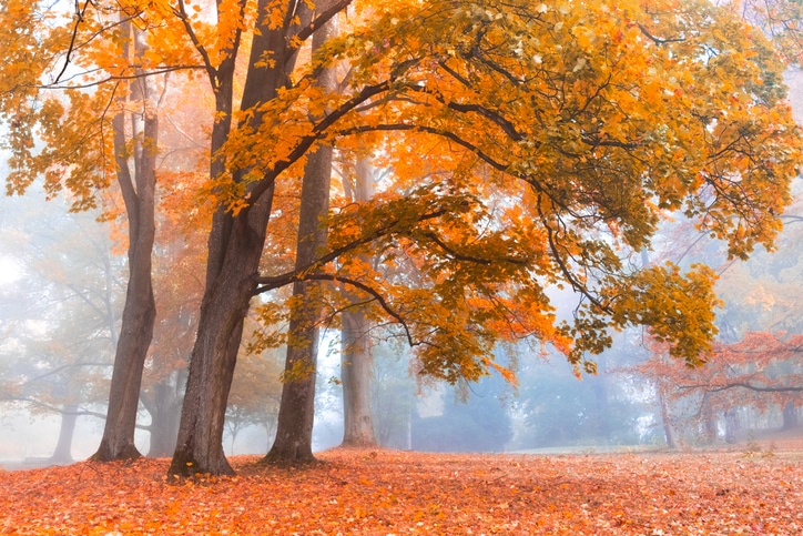 trees with colorful foliage