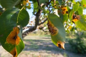 Leaves with rust fungus